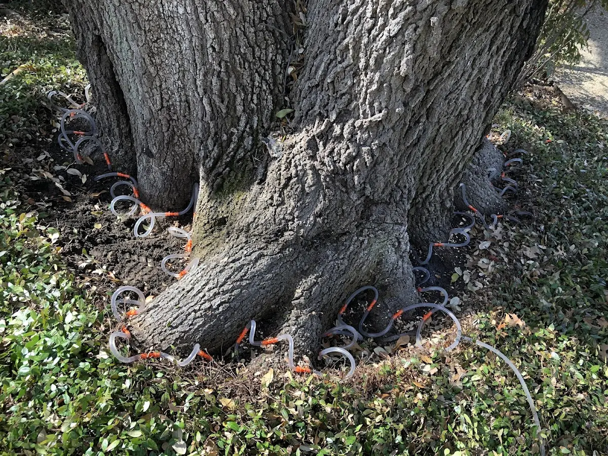Detailed Tree Cabling and Bracing job site in Titusville