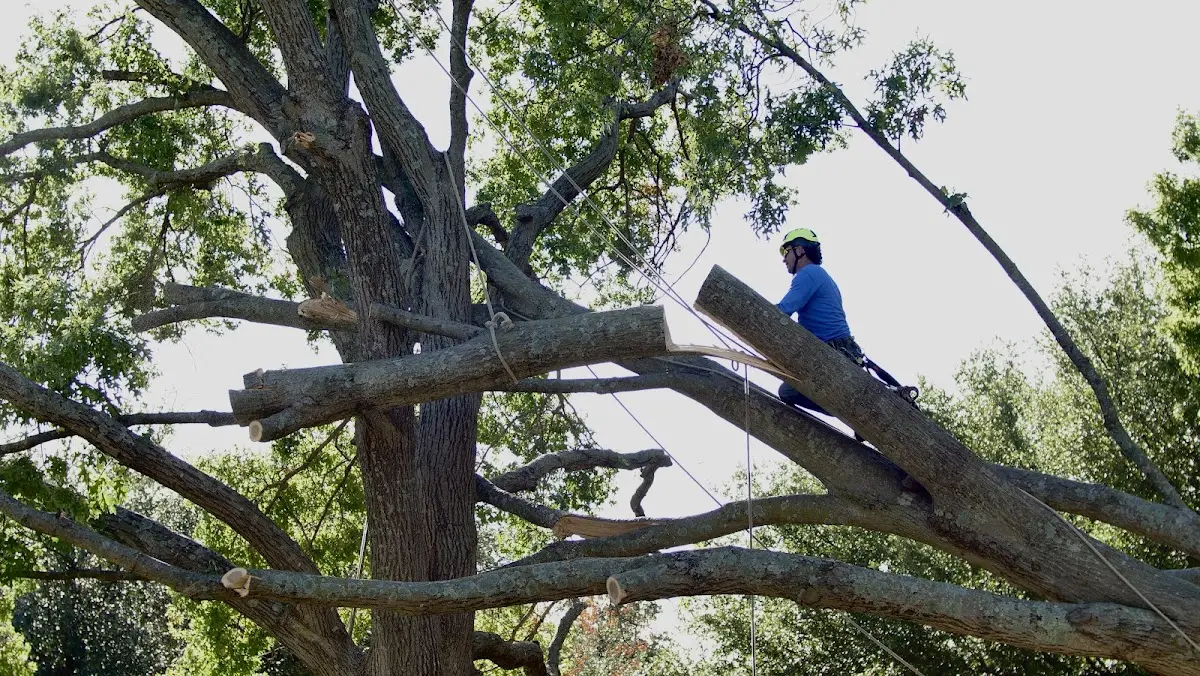 Professional Crown Thinning performed by certified arborists in Titusville